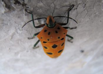 浮海記趣一蟲蟲篇