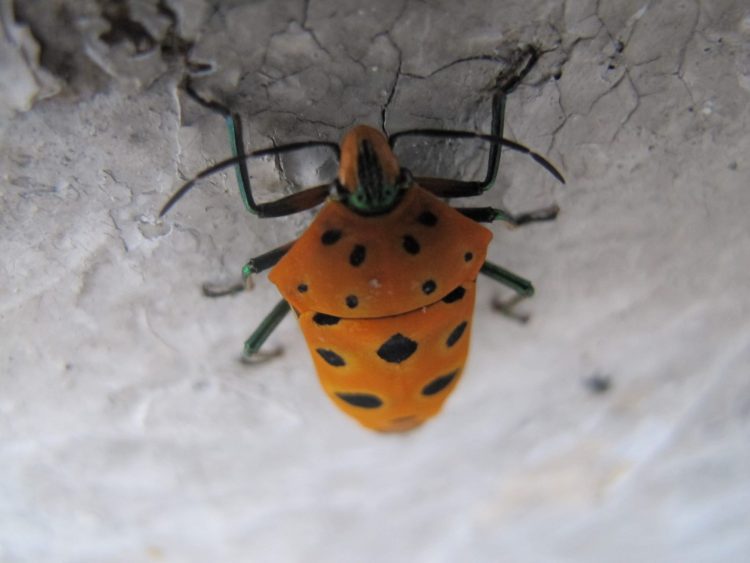 浮海記趣一蟲蟲篇 浮海記趣一蟲蟲篇