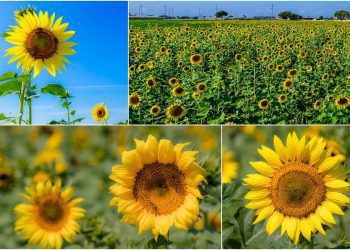 影音∕嘉義縣朴子市向日葵黃金花海盛開