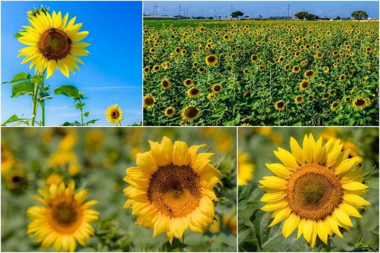 影音∕嘉義縣朴子市向日葵黃金花海盛開