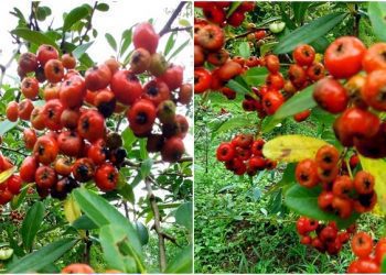 後山小調∕壯元紅又紅了