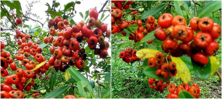 後山小調∕壯元紅又紅了