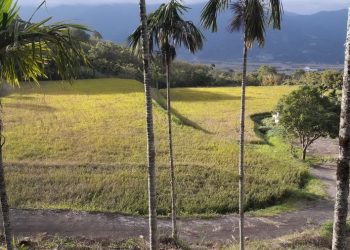 後山小調∕富麗米因台灣黑熊光顧再度揚名