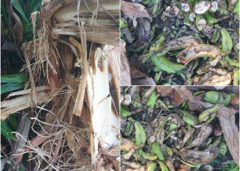 後山小調∕東海岸山脈台灣黑熊現踪