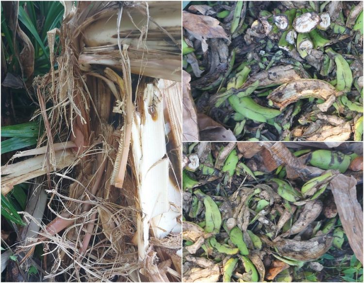 後山小調∕東海岸山脈台灣黑熊現踪 後山小調∕東海岸山脈台灣黑熊現踪