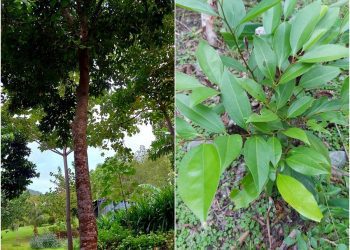 後山小調∕種肉桂變陰香？