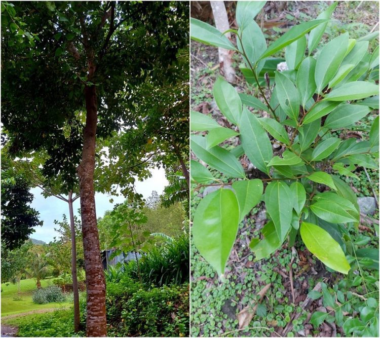 後山小調∕種肉桂變陰香？