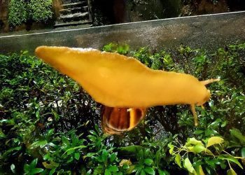 後山小調∕蝸牛來作客