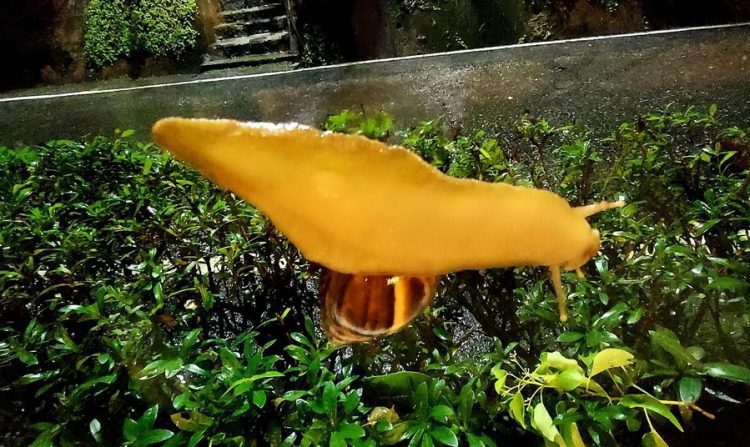 後山小調∕蝸牛來作客