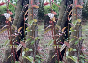 後山小調∕金甘糖滾動舌尖的滋味