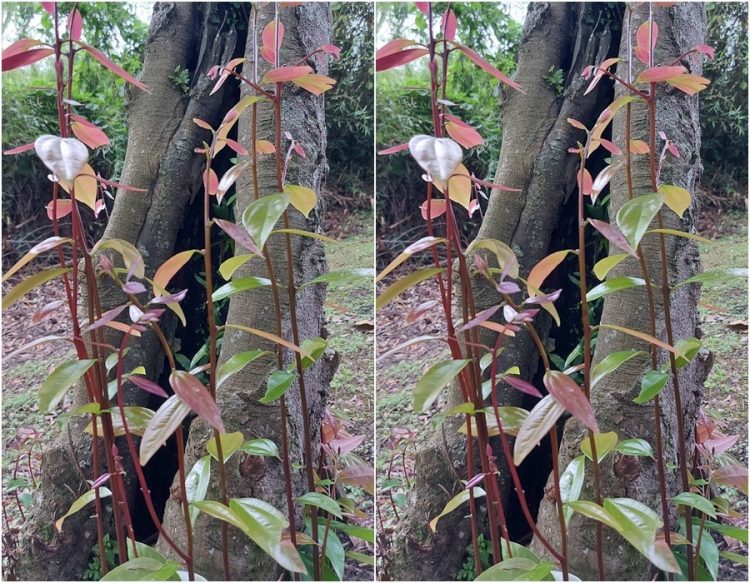 後山小調∕金甘糖滾動舌尖的滋味