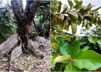 後山小調∕銀葉翻白了