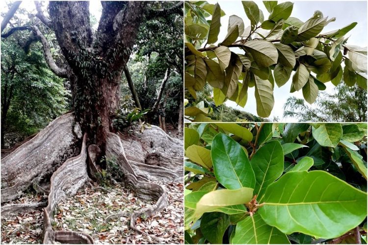 後山小調∕銀葉翻白了 後山小調∕銀葉翻白了