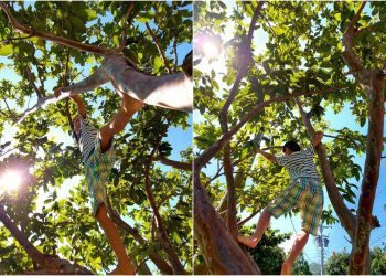 後山小調／爬樹展才藝