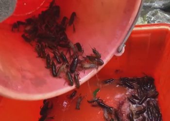 美國螯蝦大舉入侵護城河 5天捕撈三千隻以上