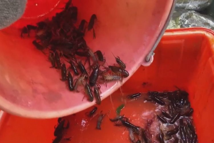 美國螯蝦大舉入侵護城河 5天捕撈三千隻以上 美國螯蝦大舉入侵護城河 5天捕撈三千隻以上