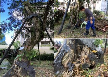 重病回天乏術 年逾80的老樹將移除