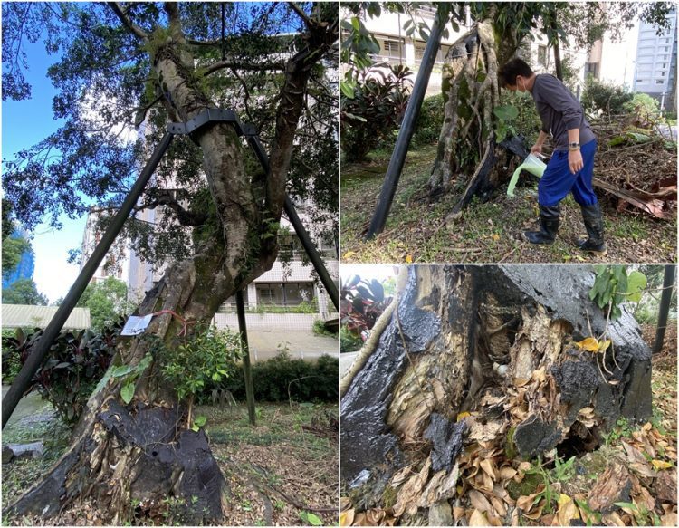 重病回天乏術 年逾80的老樹將移除