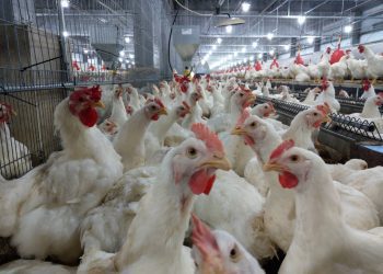 黃偉哲呼籲配合「臺南市新設置畜牧設施管理自治條例」 創造畜牧產業及民眾雙贏