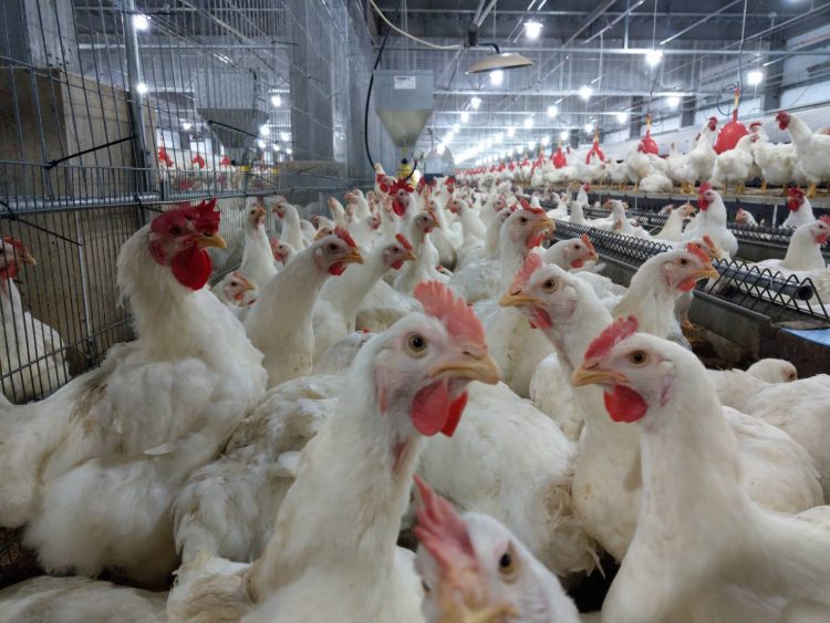 黃偉哲呼籲配合「臺南市新設置畜牧設施管理自治條例」 創造畜牧產業及民眾雙贏