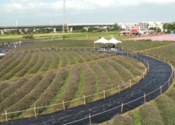 五公頃仙草花 打造紫色浪漫場景