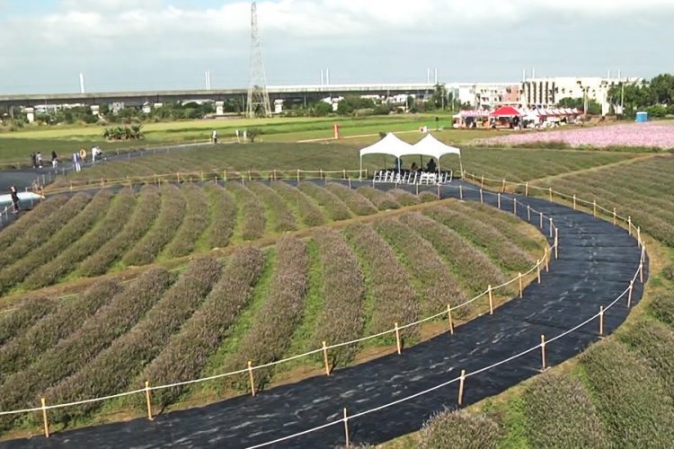 五公頃仙草花 打造紫色浪漫場景 五公頃仙草花 打造紫色浪漫場景