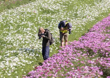 倒數兩天!2021桃園花彩節- 15公頃花海 暢遊世界美景