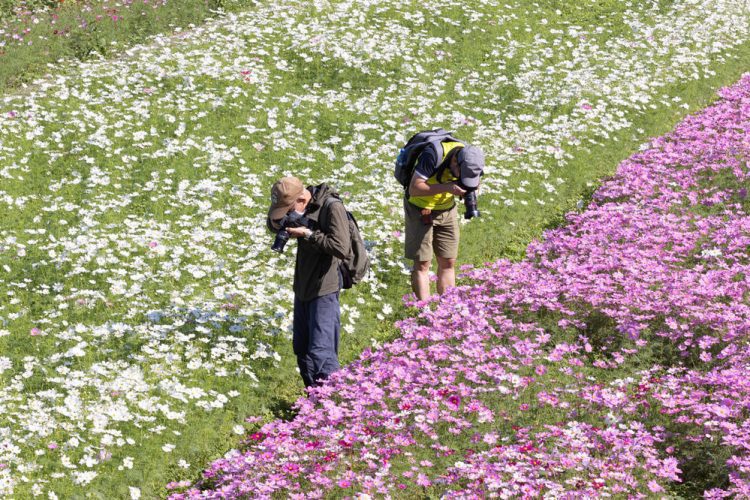 倒數兩天!2021桃園花彩節- 15公頃花海 暢遊世界美景 倒數兩天!2021桃園花彩節- 15公頃花海 暢遊世界美景