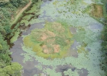 守護台北赤蛙 社區共榮