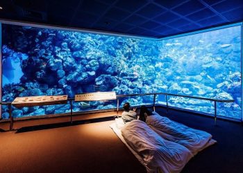 屏東海生館冬季活動《共生的海洋日常》登場 全新亮點生物構築共生風景