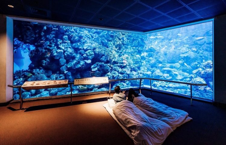屏東海生館冬季活動《共生的海洋日常》登場 全新亮點生物構築共生風景