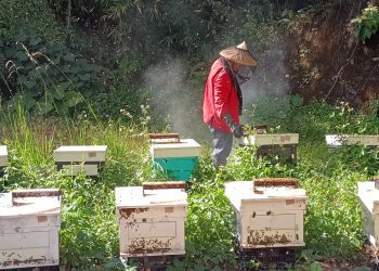 影音/看見森林的遠見 嘉義林管處與阿里山部落聯手打造林下經濟