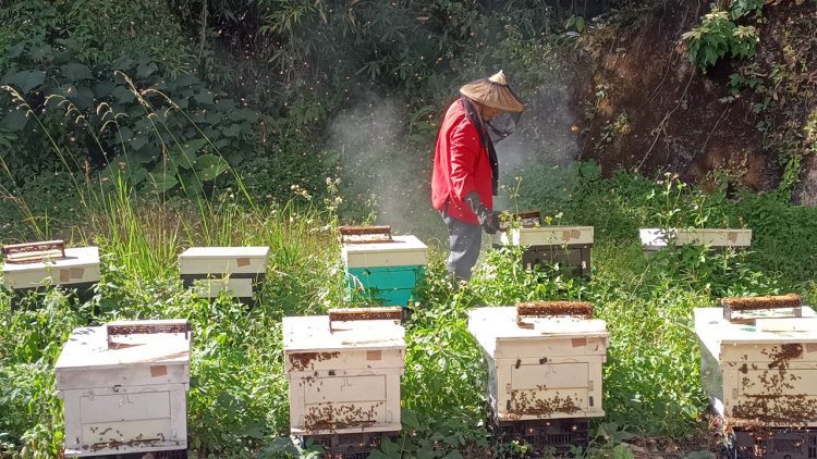 影音/看見森林的遠見 嘉義林管處與阿里山部落聯手打造林下經濟 影音/看見森林的遠見 嘉義林管處與阿里山部落聯手打造林下經濟