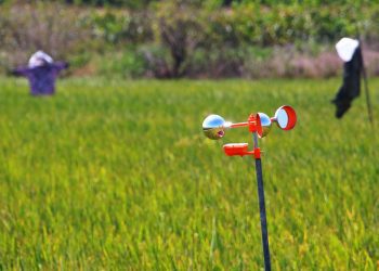 影音/農田保衛戰！驅鳥神器槍聲大作嚇壞流氓鳥