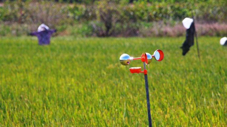 影音/農田保衛戰！驅鳥神器槍聲大作嚇壞流氓鳥