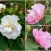 後山小調∕三醉芙蓉 後山小調∕三醉芙蓉