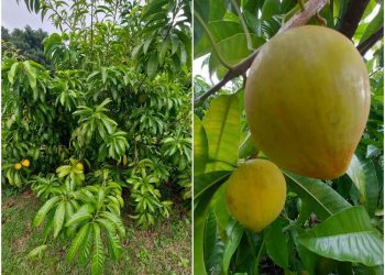 後山小調∕仙桃飄香