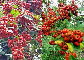 後山小調∕再看一眼壯元紅