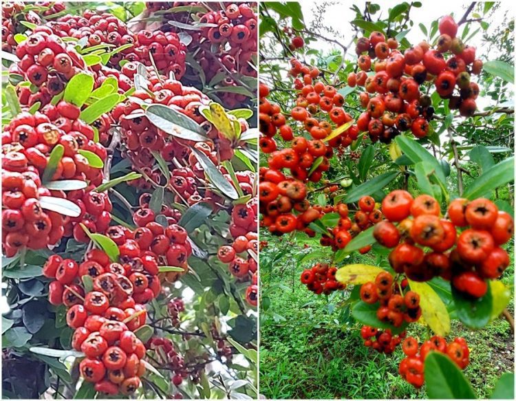 後山小調∕再看一眼壯元紅