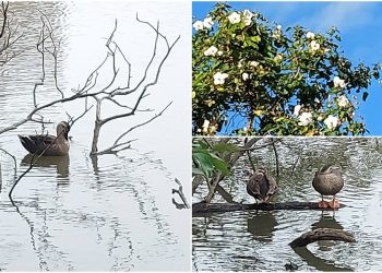 後山小調∕天冷鴨先知