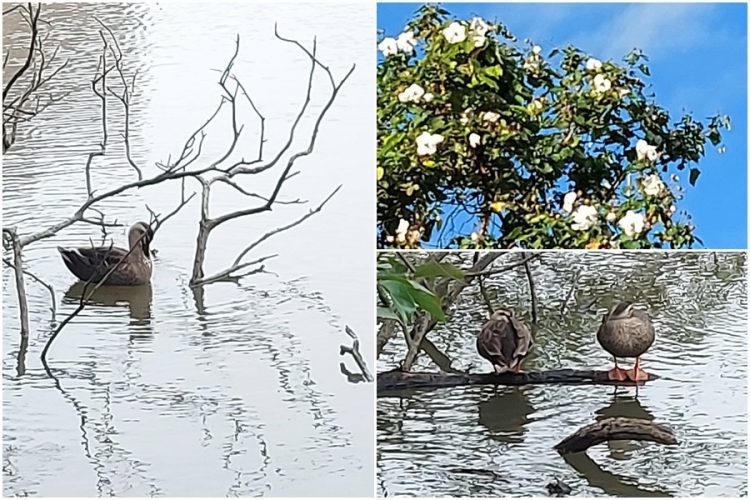 後山小調∕天冷鴨先知