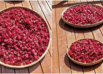 後山小調∕日頭炎炎曬洛神