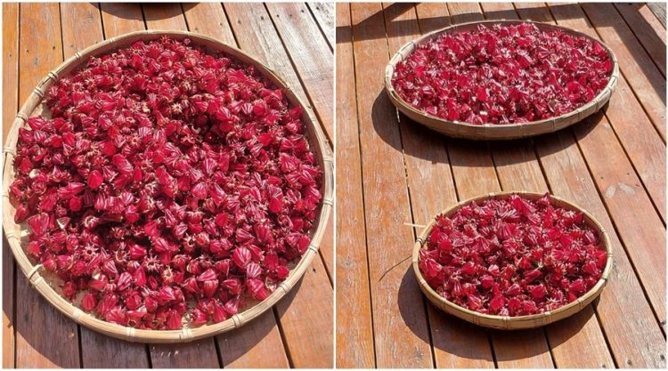 後山小調∕日頭炎炎曬洛神 後山小調∕日頭炎炎曬洛神