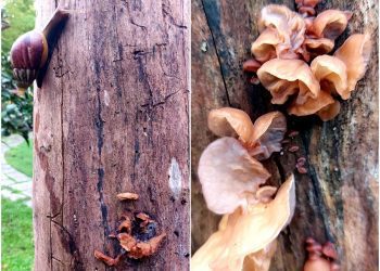 後山小調∕枯樹上的花 食用觀賞兩相宜