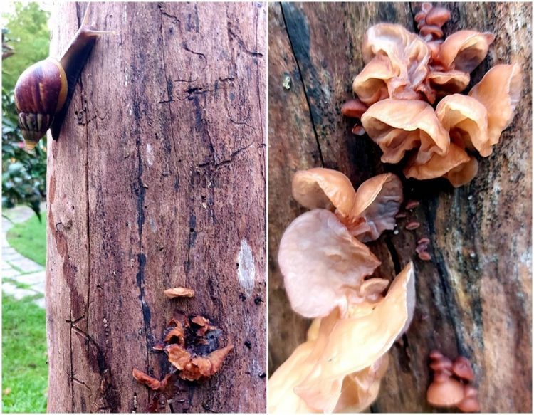 後山小調∕枯樹上的花 食用觀賞兩相宜