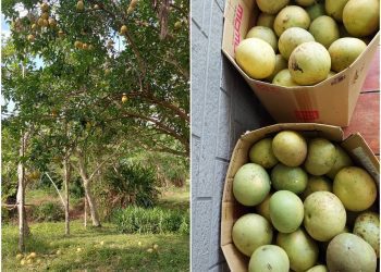 後山小調∕柚落滿地