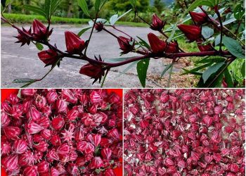 後山小調∕洛神花季