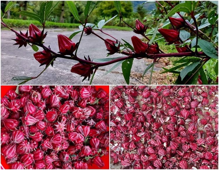 後山小調∕洛神花季 後山小調∕洛神花季