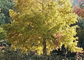 後山小調∕秋天的色彩