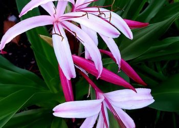 後山小調∕紅花文殊蘭